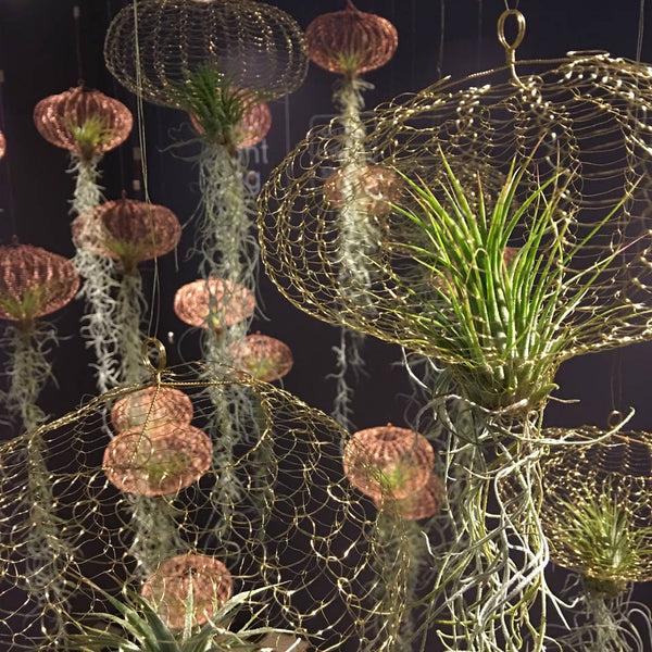 Back in stock: Air Plants